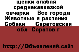 щенки алабая ( среднекавказкой овчарки) - Все города Животные и растения » Собаки   . Саратовская обл.,Саратов г.